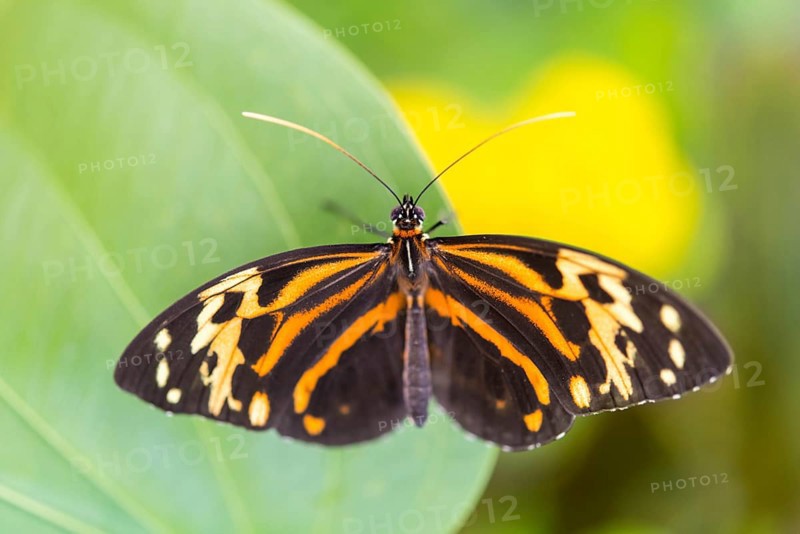 Heliconius xanthocles butterfly