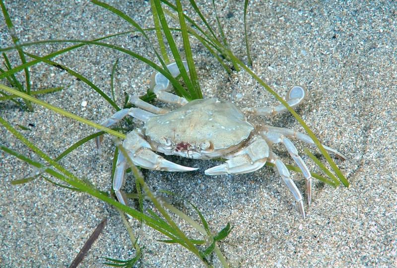 Swimming Crab species (Macropipus holsatus)