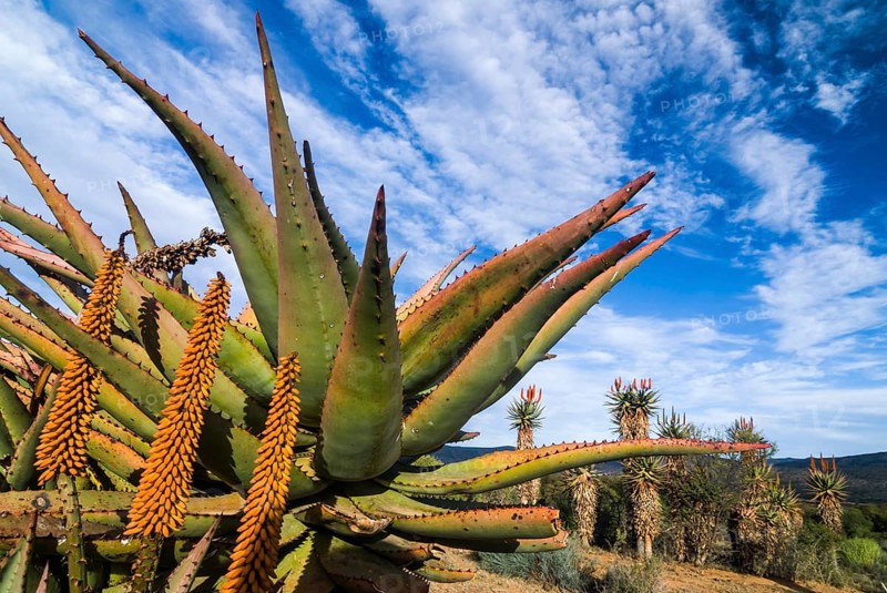 Cape Aloe (Aloe ferox)