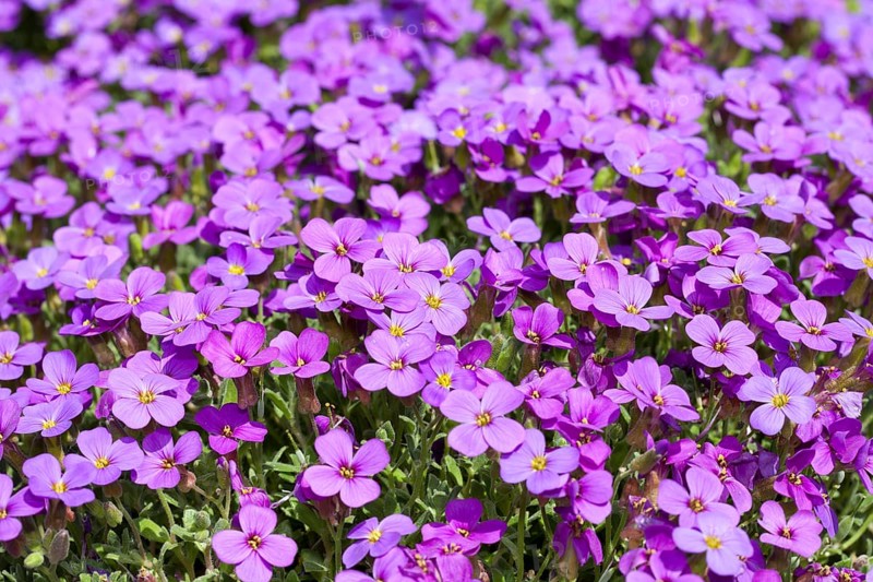 Aubrieta (Aubrieta)