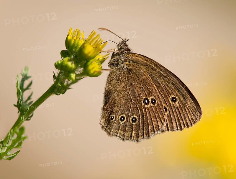 Ringlet (Aphantopus hyperantus) sucking nectar