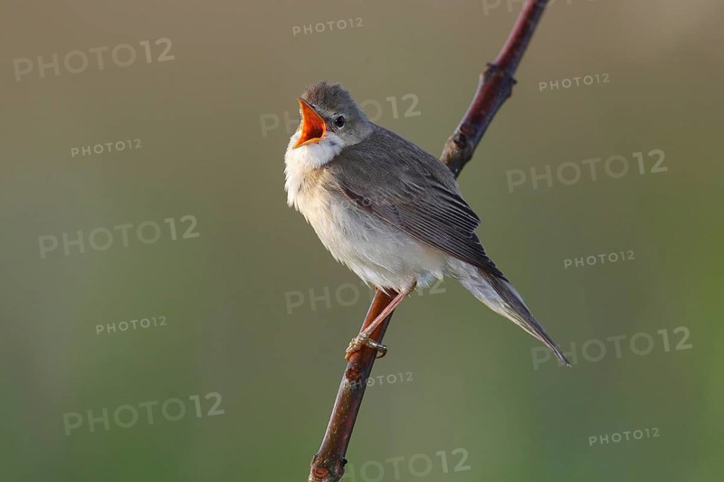 Marsh Warbler (Acrocephalus palustris) singing
