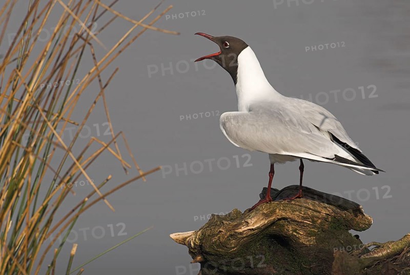 Calling Black-headed gull (Larus ridibundus) on a tree stump