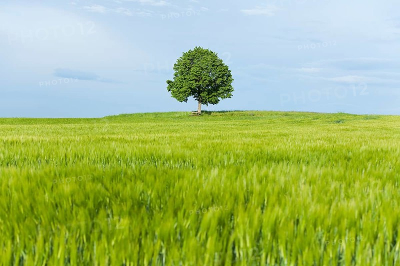 Solitary Lime tree (Tilia spp.) and wooden bench at a barley field
