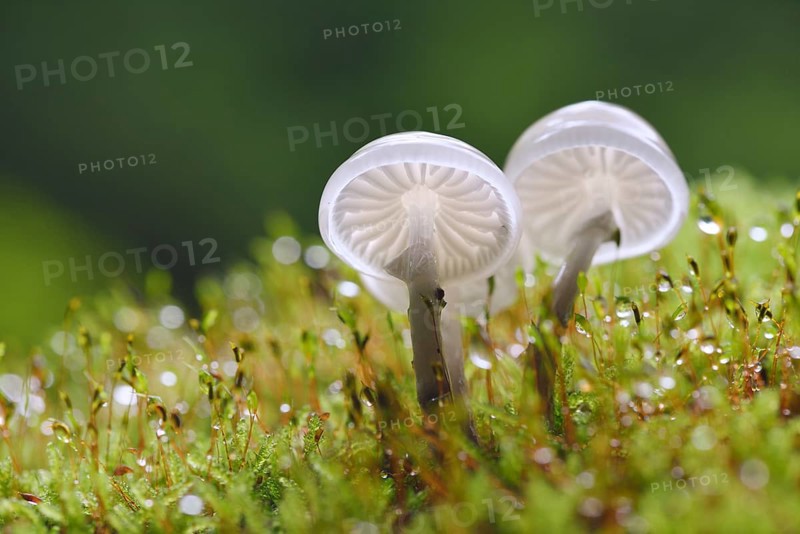 Porcelain fungi (Oudemansiella mucida) on a mossy trunk