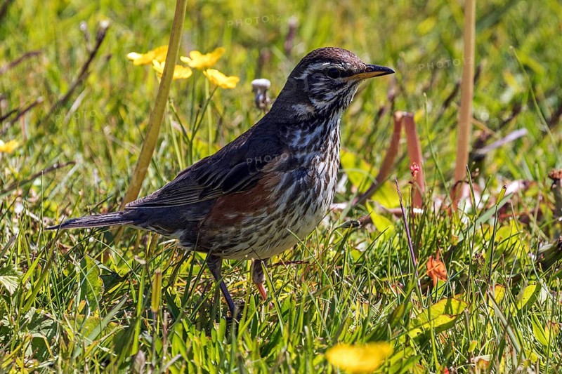 Redwing (Turdus iliacus)