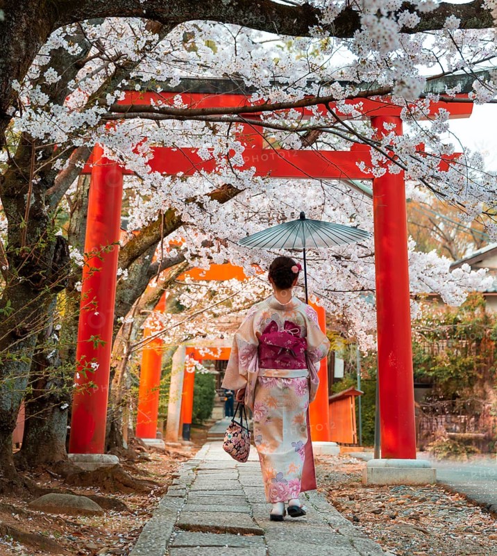 Japanese woman with kimono under blossoming cherry trees