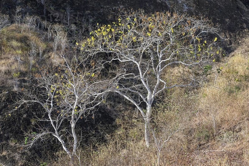 Palo Santo tree (Bursera graveolens)
