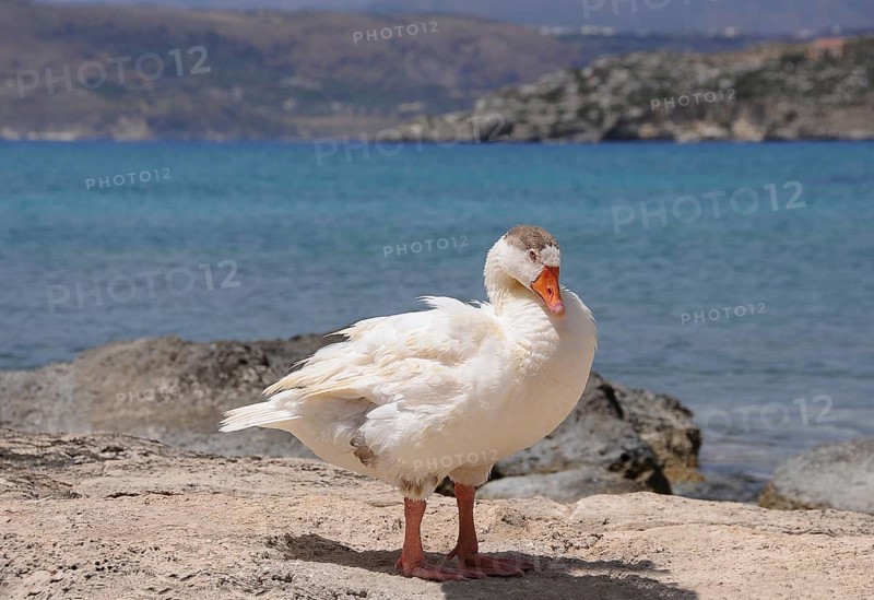 Goose (Anserinae) standing on the seashore