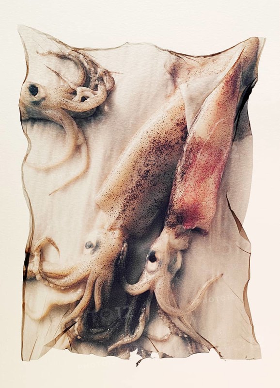 Fresh squid