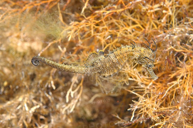 Short-snouted Seahorse (Hippocampus hippocampus)