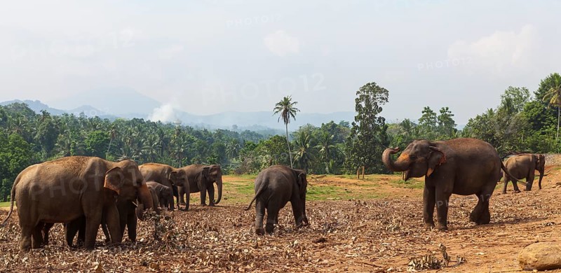 Asian elephants (Elephas maximus) feeding in the Pinnawala Elephant Orphanage