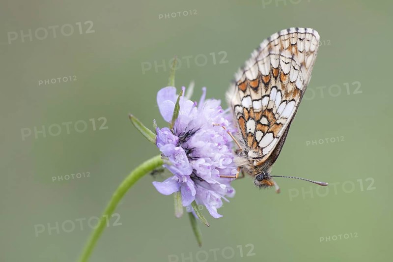 Heath Fritillary (Melitaea athalia)