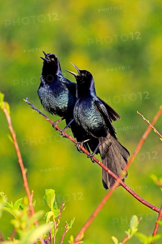 Two Boat-tailed Grackles (Quiscalus major)
