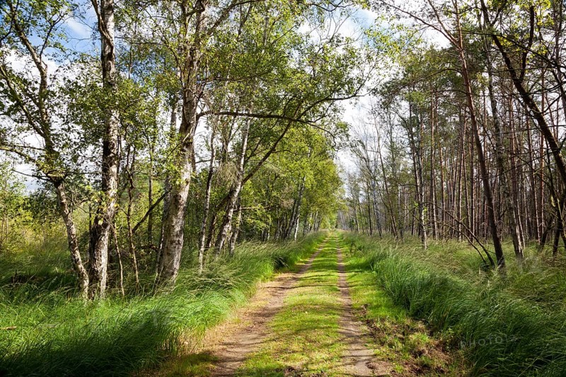 Trail through the Ribnitzer Great Moor Nature Reserve