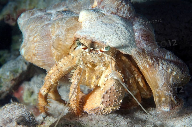 Anemone Hermit Crab (Dardanus tinctor)