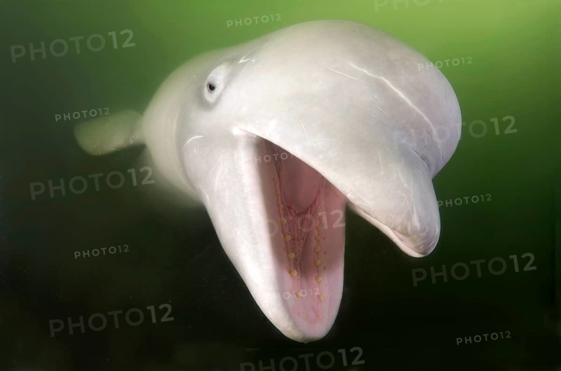 Beluga Whale