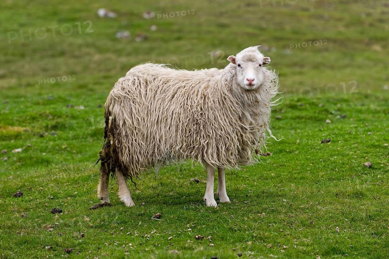 Sheep