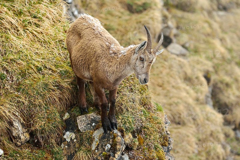 Alpine Ibex (Capra ibex)