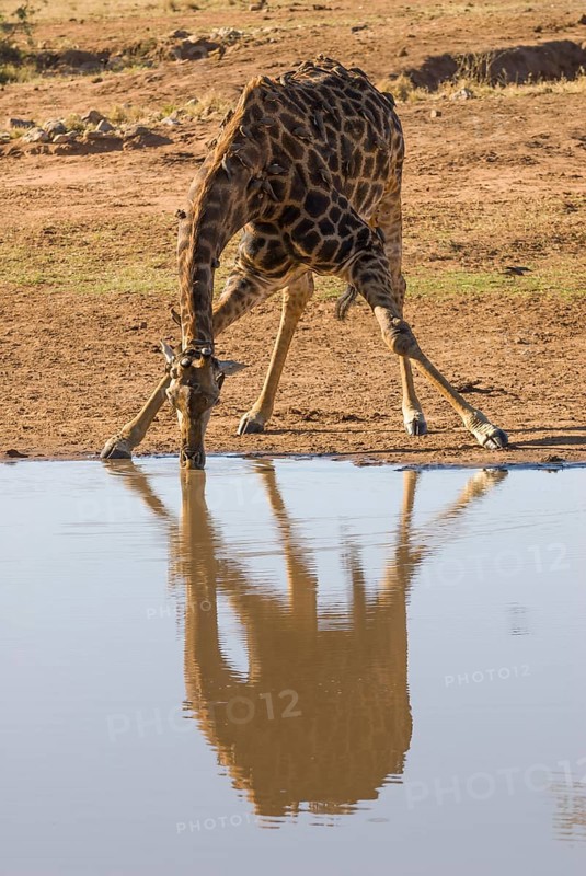 Giraffe (Giraffa camelopardalis) drinking at a waterhole