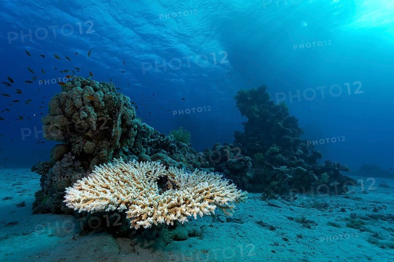 Acropora table coral (Acropora sp.) on small coral reef in the sandy ground