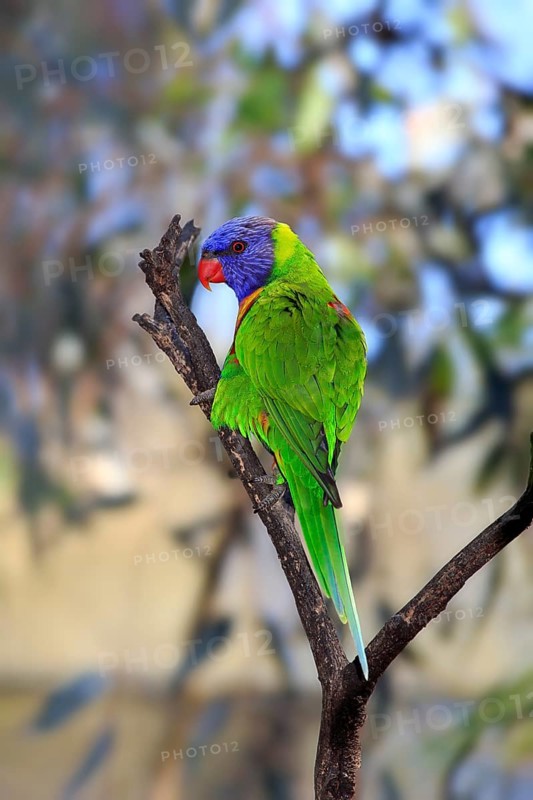 Rainbow Lorikeet (Trichoglossus haematodus)