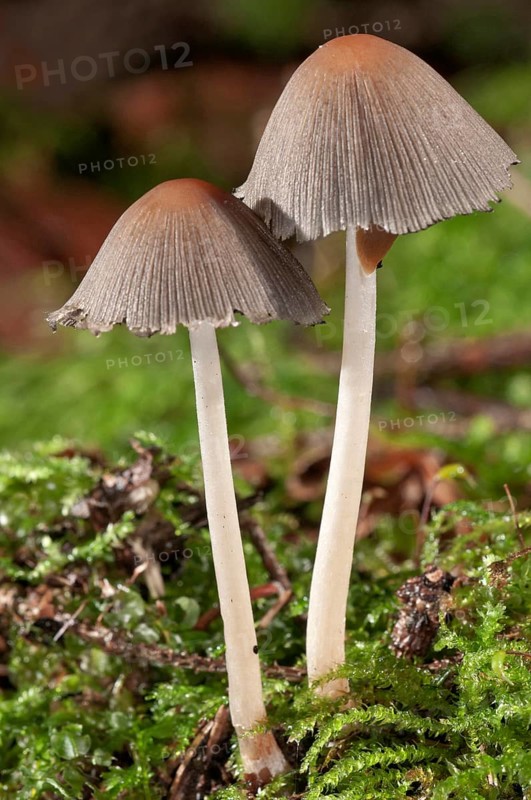 Pleated Inkcap or Little Japanese Umbrella (Coprinus plicatilis)