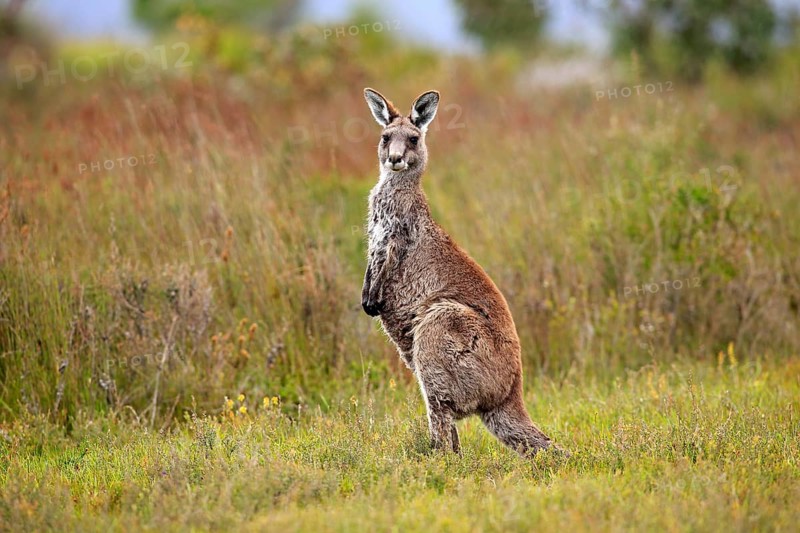 Eastern Grey Kangaroo (Macropus giganteus)