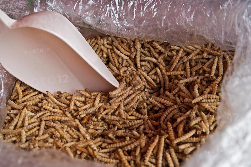 Dried bamboo worms for sale at a market