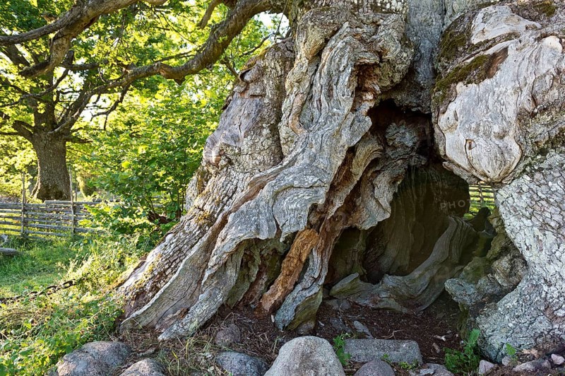 Trunk of the Rumskulla or Kvill Oak