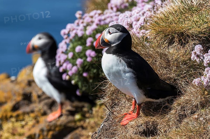Two Puffins (Fratercula arctica)