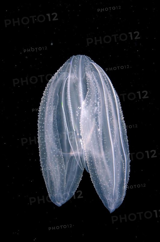 Warty Comb Jelly
