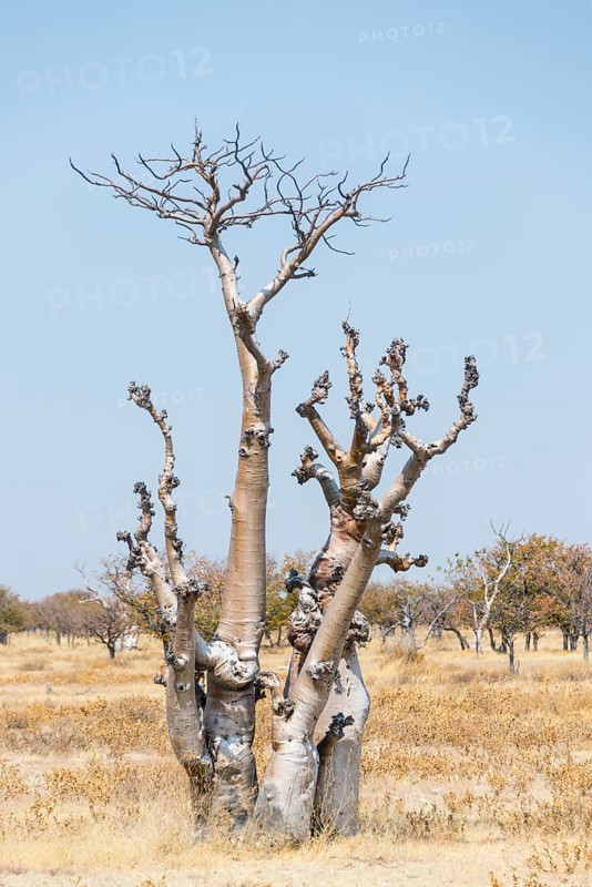 Moringa (Moringa ovalifolia)