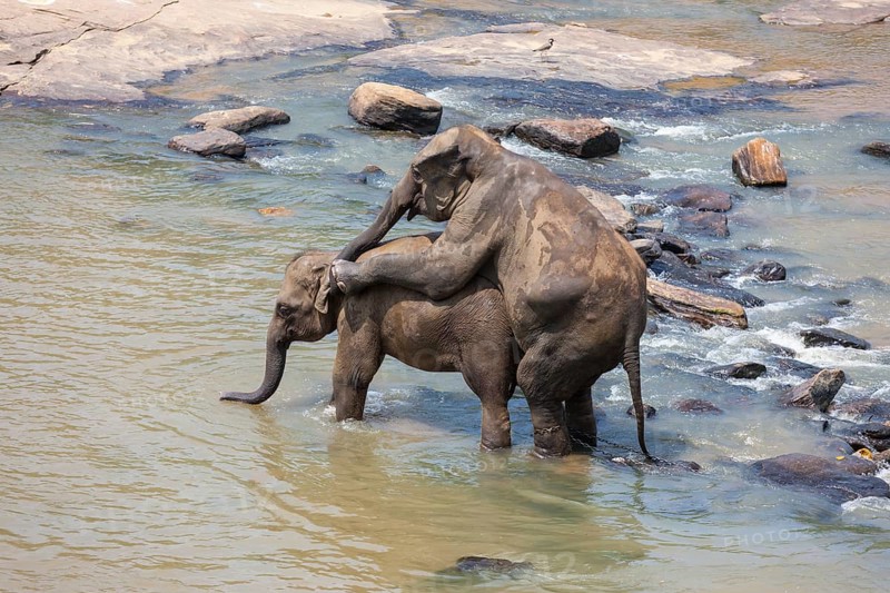 Asian elephants (Elephas maximus) from the Pinnawala Elephant Orphanage mating in the Maha Oya river