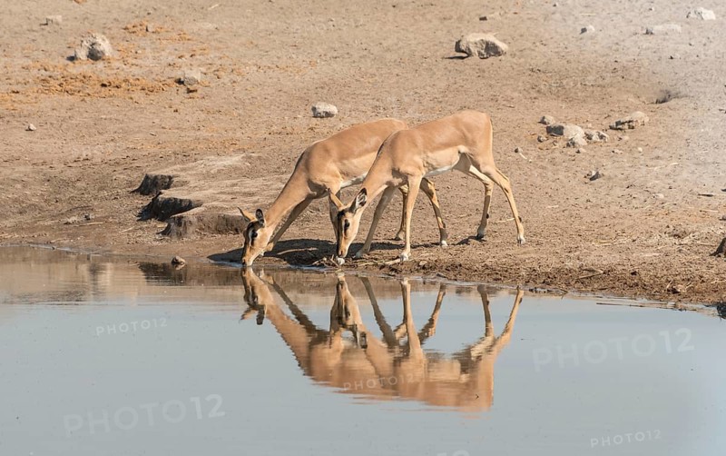 Group of Black Nose Impalas (Aepyceros melampus petersi) drinking at water