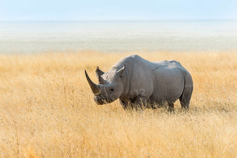 Black Rhino (Diceros bicornis) grazing at the edge of the Etosha Pan