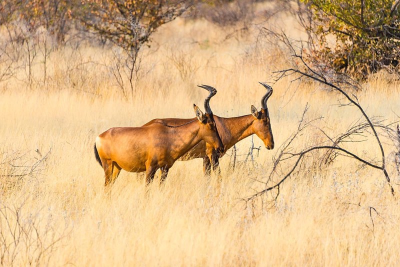 Red hartebeest