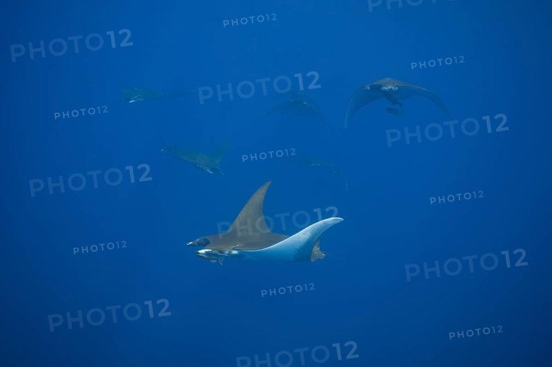 Sicklefin Devil Rays or Box Rays (Mobula tarapacana)