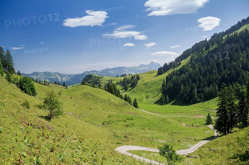 A path leading across lush meadows