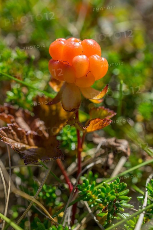 Cloudberry (Rubus chamaemorus)