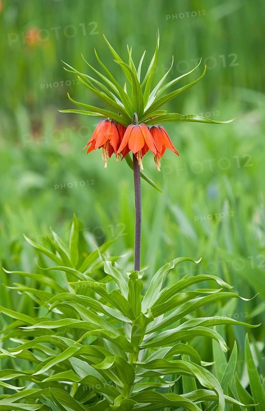 Crown Imperial Fritillary (Fritillaria imperialis Rubra)