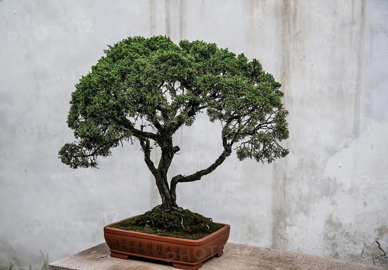Bonsai tree in front of a concrete wall