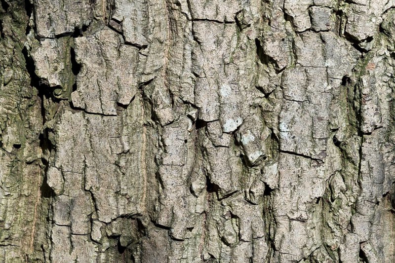 Bark