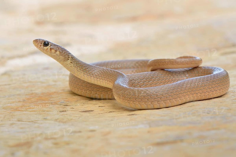 Ring-headed Dwarf Snake (Eirenis modestus)