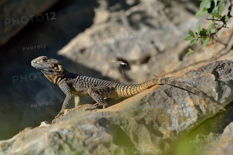 Hardun or Painted Agama (Laudakia stellio daani)