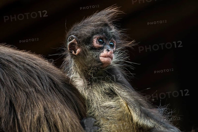 Geoffroy's Spider Monkey (Ateles geoffroyi)