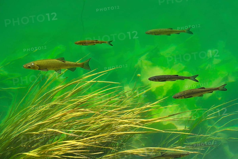 European Chub (Leuciscus cephalus)