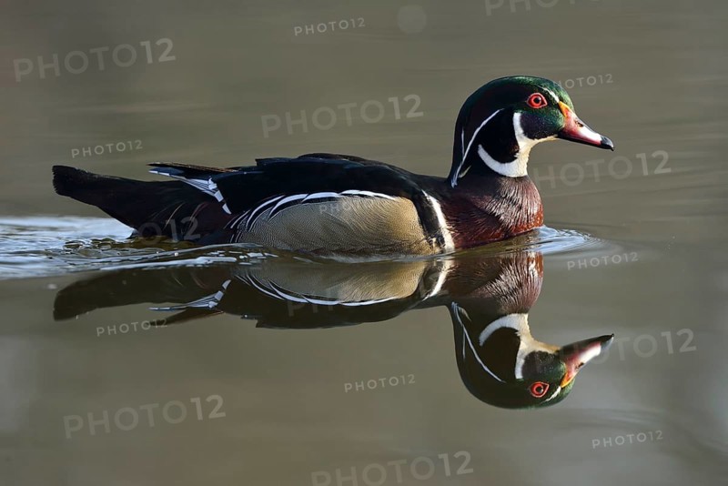 Wood Duck (Aix sponsa)