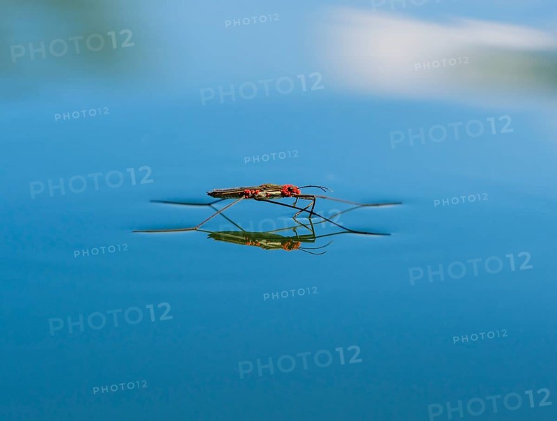 Common pond skater (Gerris lacustris) with red mites on water surface
