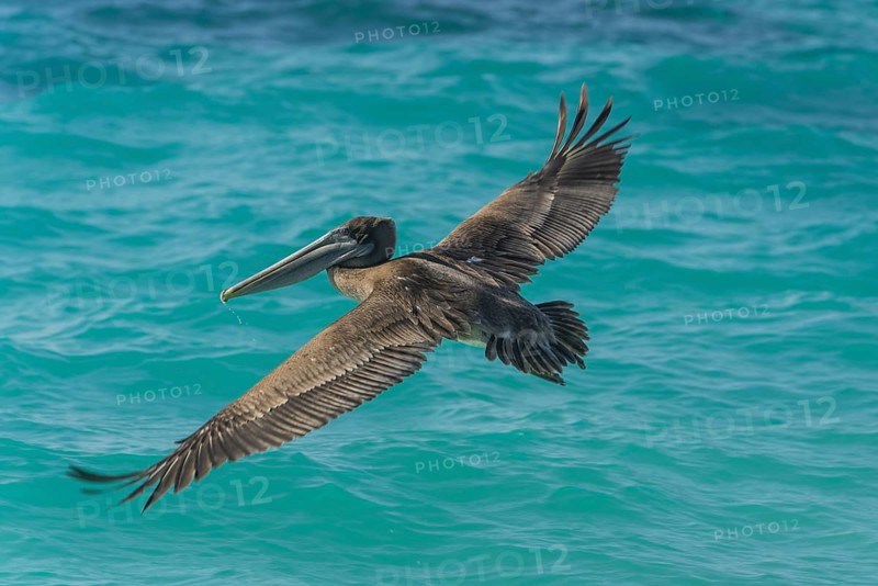 Brown Pelican (Pelecanus occidentalis)